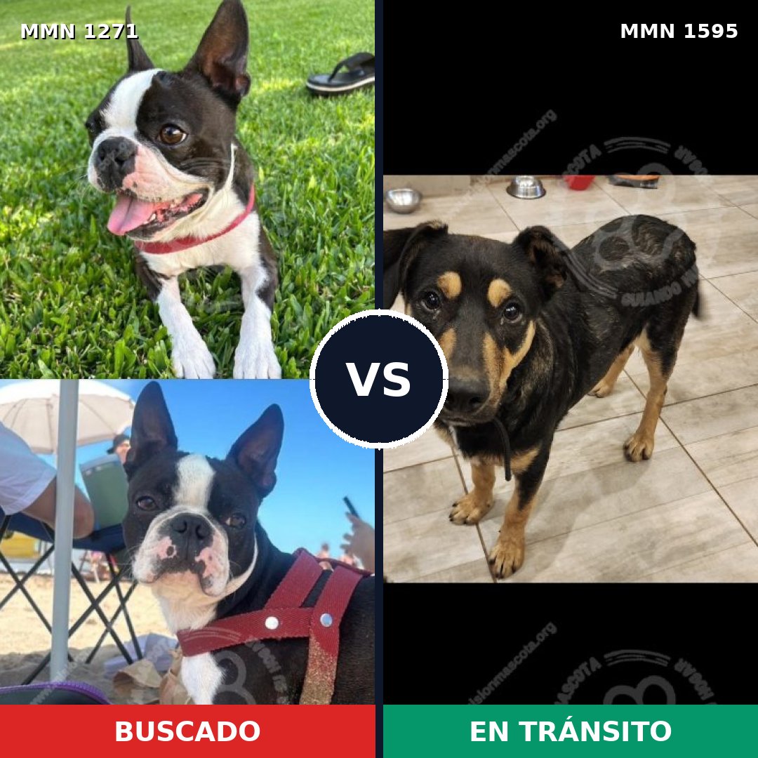 Comparativa MMS 32618: mascota perdida y mascota encontrada, 47% de similitud