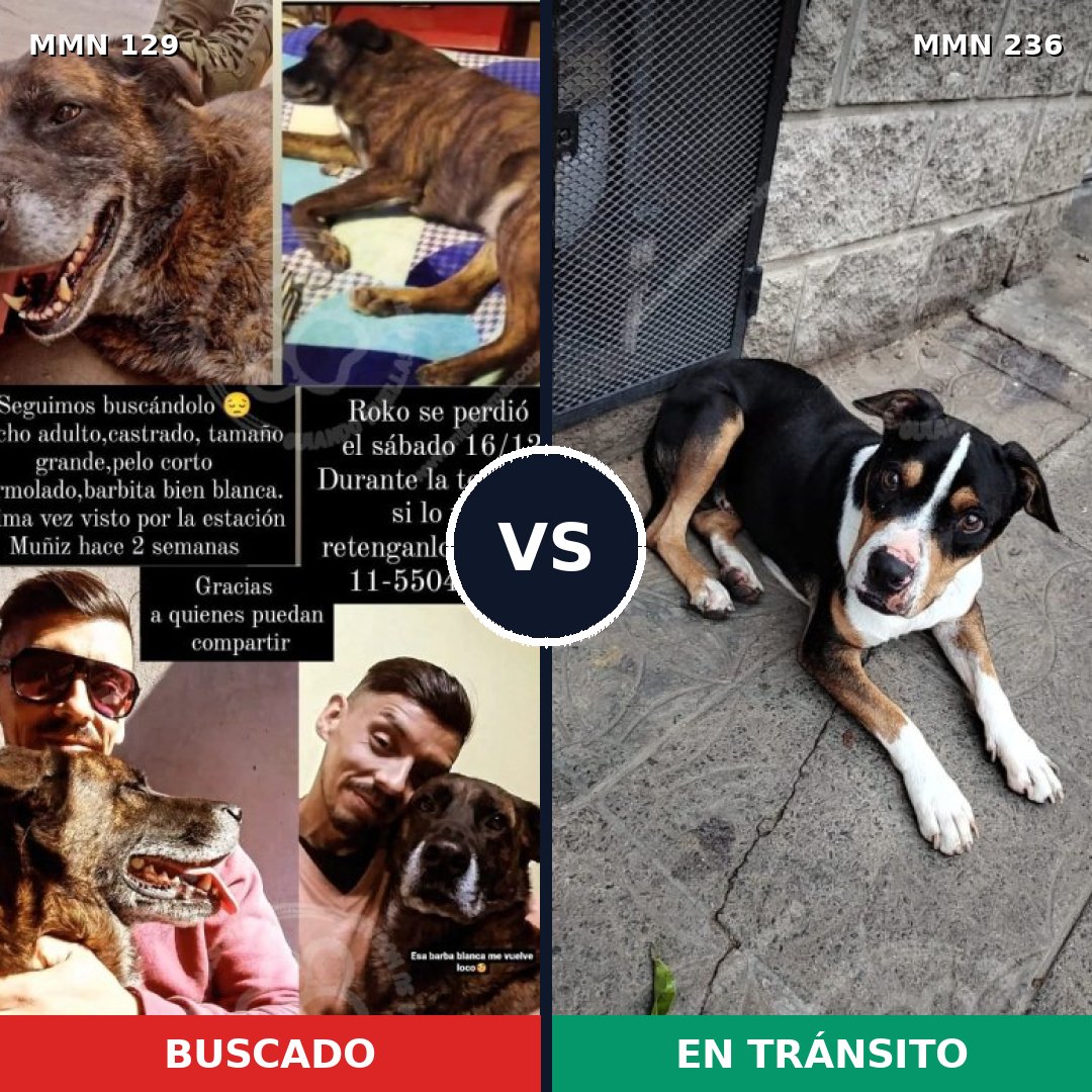 Comparativa MMS 3262: mascota perdida y mascota encontrada, 11% de similitud