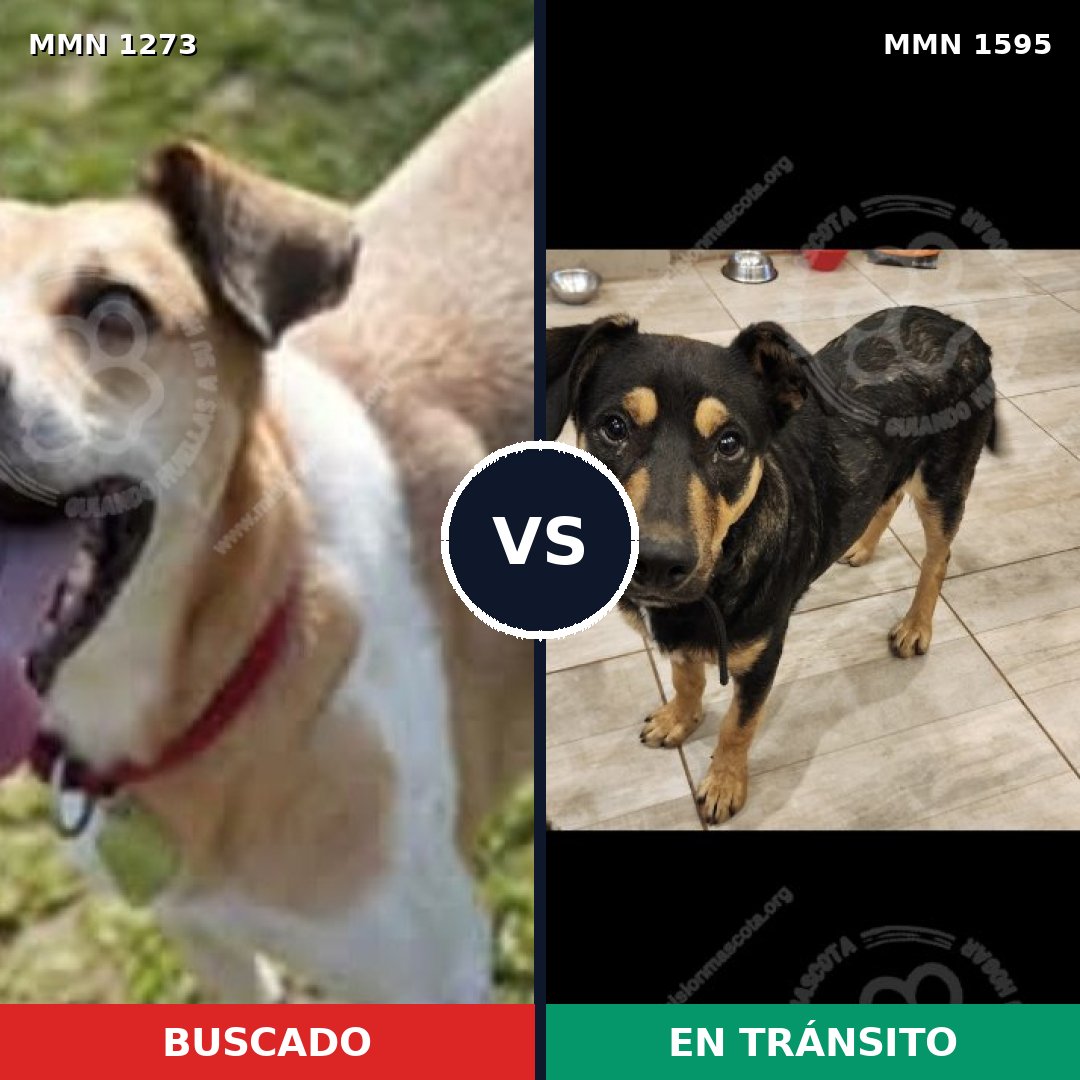 Comparativa MMS 32620: mascota perdida y mascota encontrada, 69% de similitud
