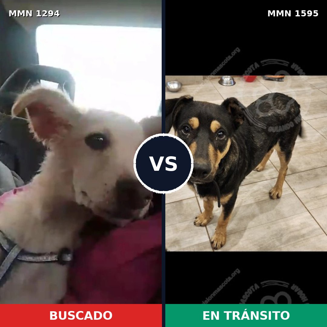 Comparativa MMS 32623: mascota perdida y mascota encontrada, 74% de similitud
