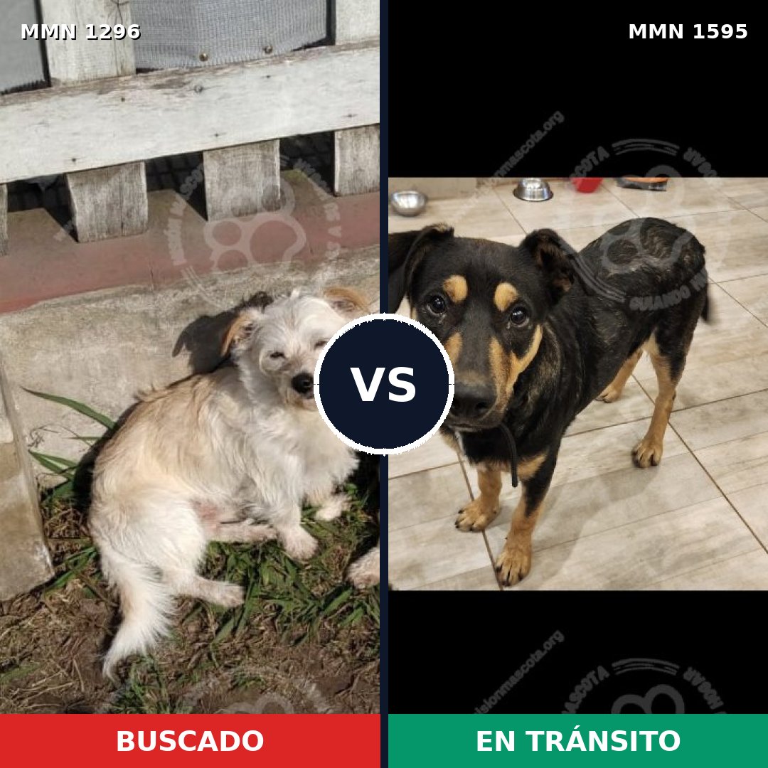 Comparativa MMS 32624: mascota perdida y mascota encontrada, 61% de similitud