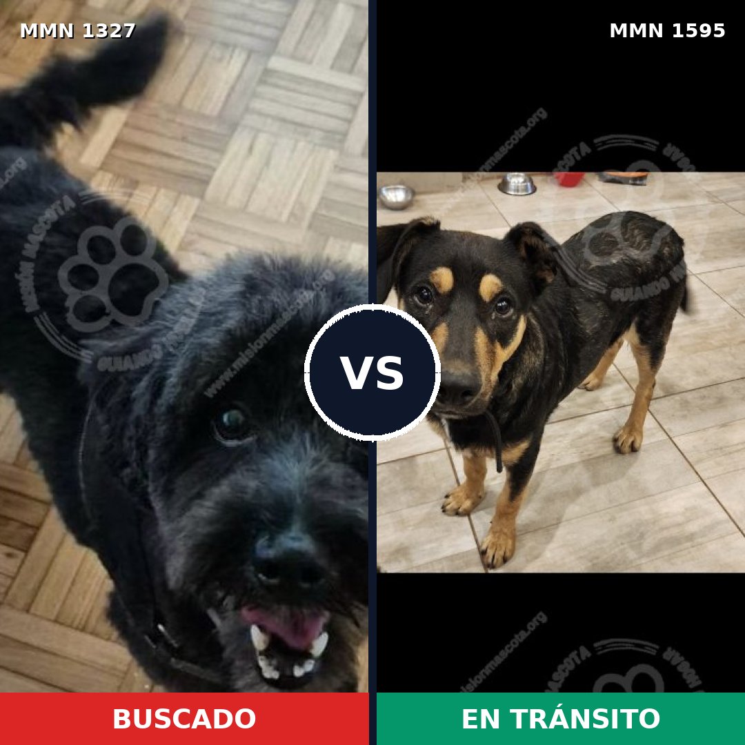 Comparativa MMS 32628: mascota perdida y mascota encontrada, 80% de similitud