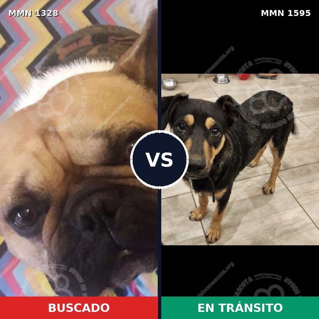 Comparativa MMS 32629: mascota perdida y mascota encontrada, 45% de similitud