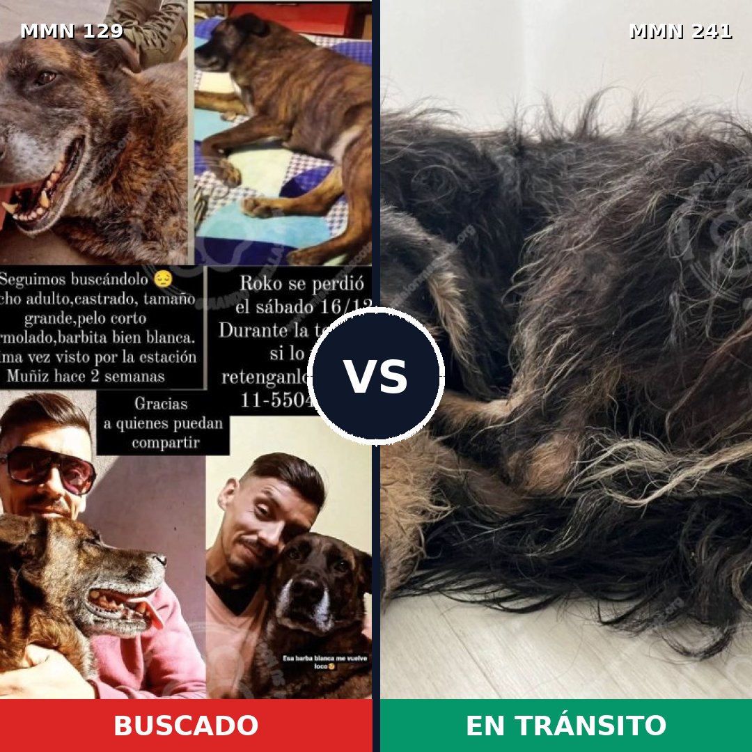 Comparativa MMS 3263: mascota perdida y mascota encontrada, 8% de similitud