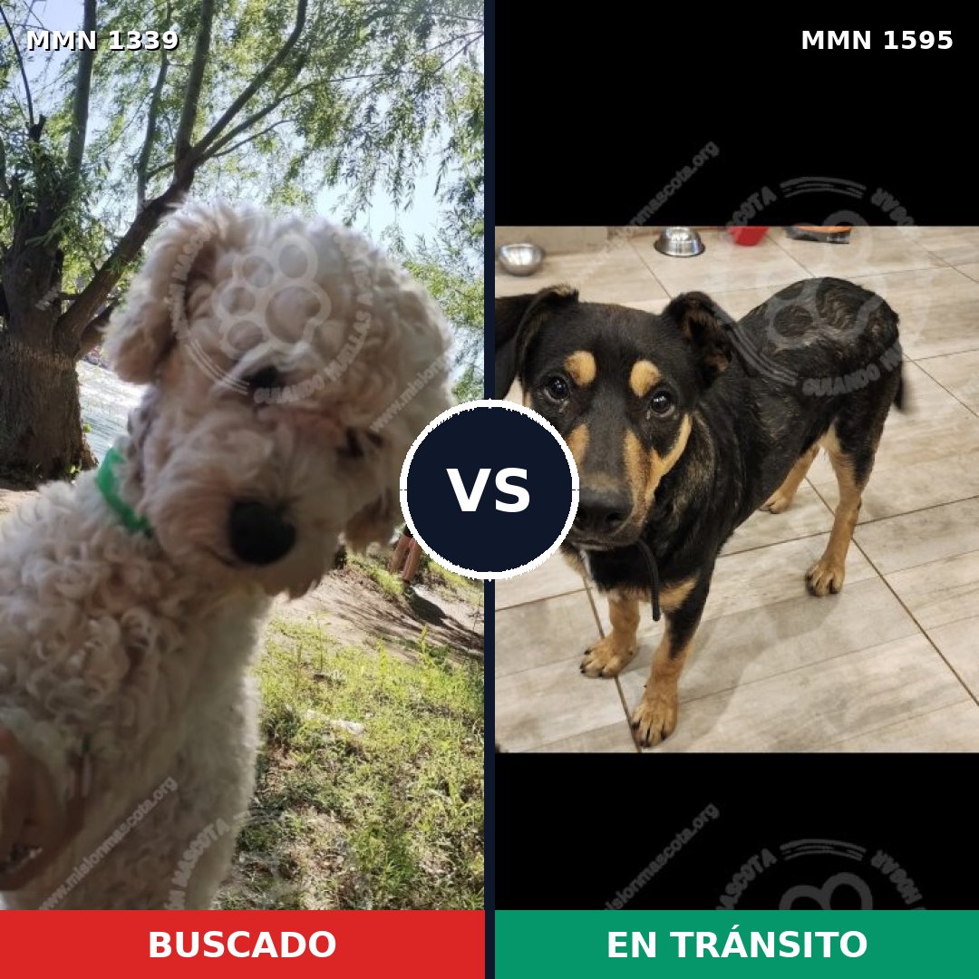 Comparativa MMS 32631: mascota perdida y mascota encontrada, 40% de similitud