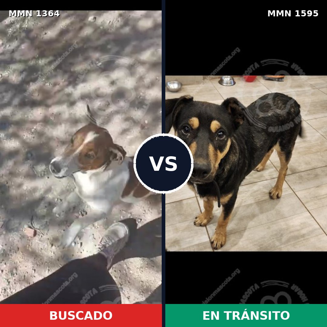 Comparativa MMS 32633: mascota perdida y mascota encontrada, 41% de similitud