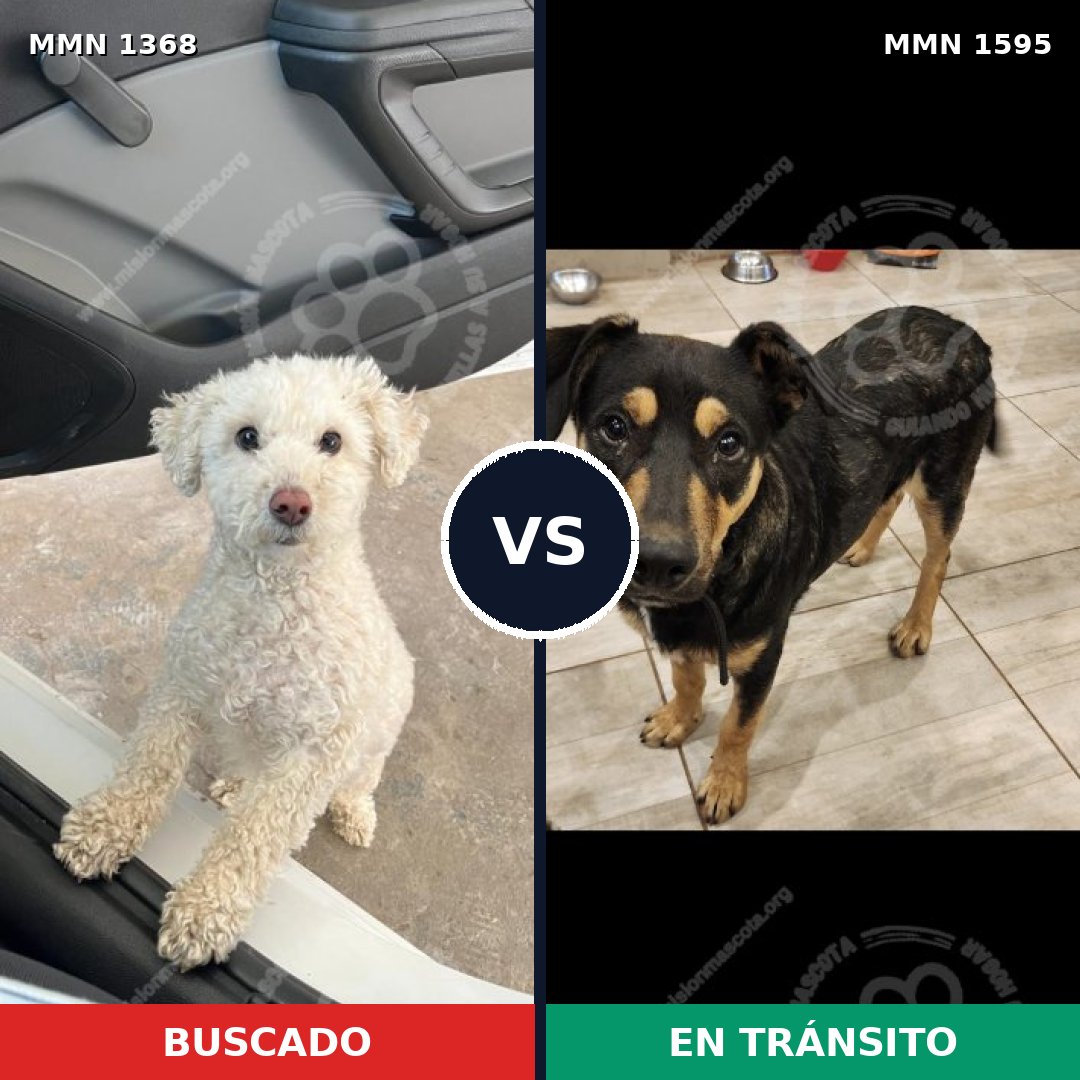 Comparativa MMS 32634: mascota perdida y mascota encontrada, 37% de similitud