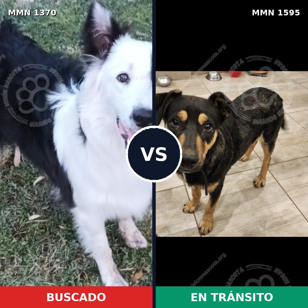 Comparativa MMS 32635: mascota perdida y mascota encontrada, 40% de similitud