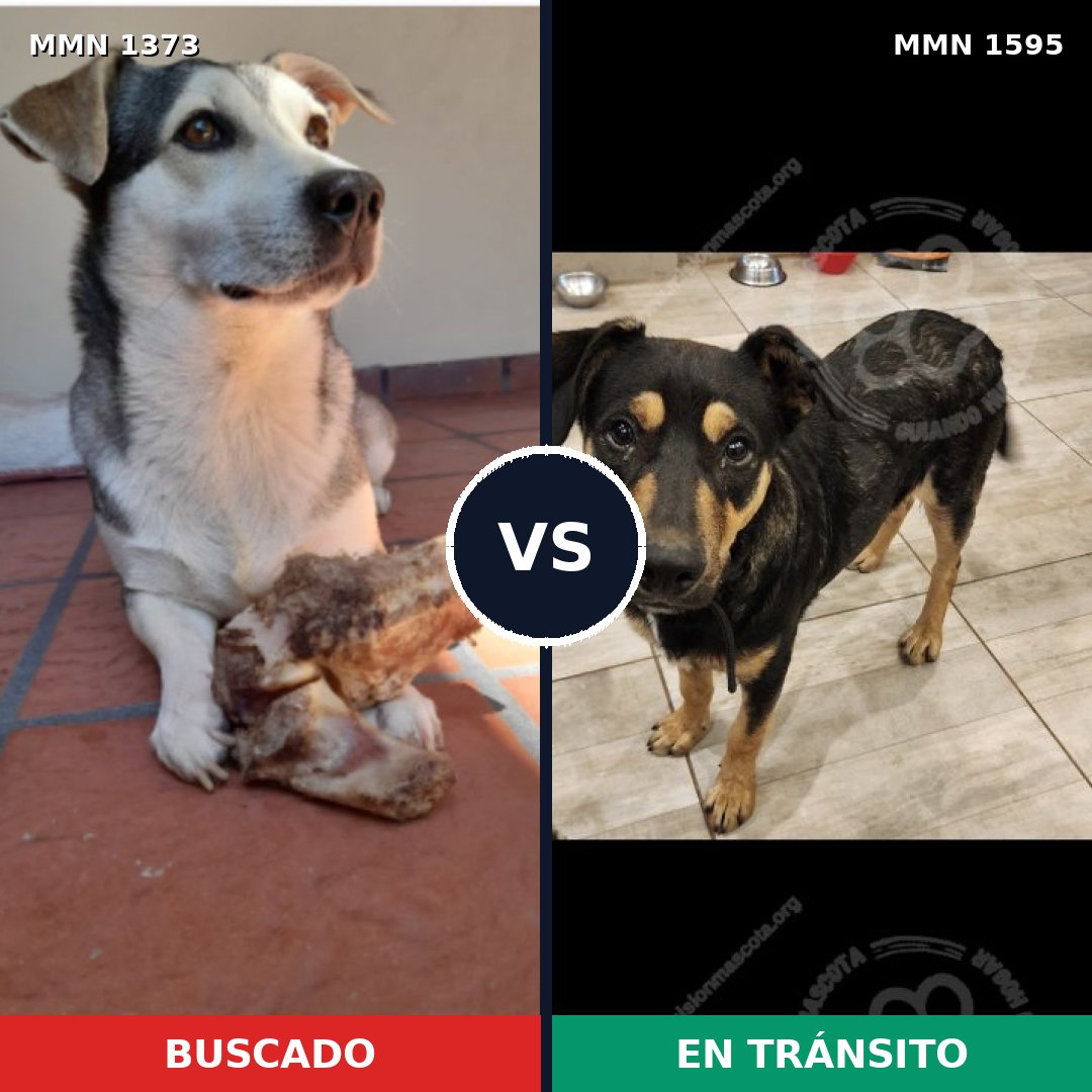 Comparativa MMS 32636: mascota perdida y mascota encontrada, 63% de similitud