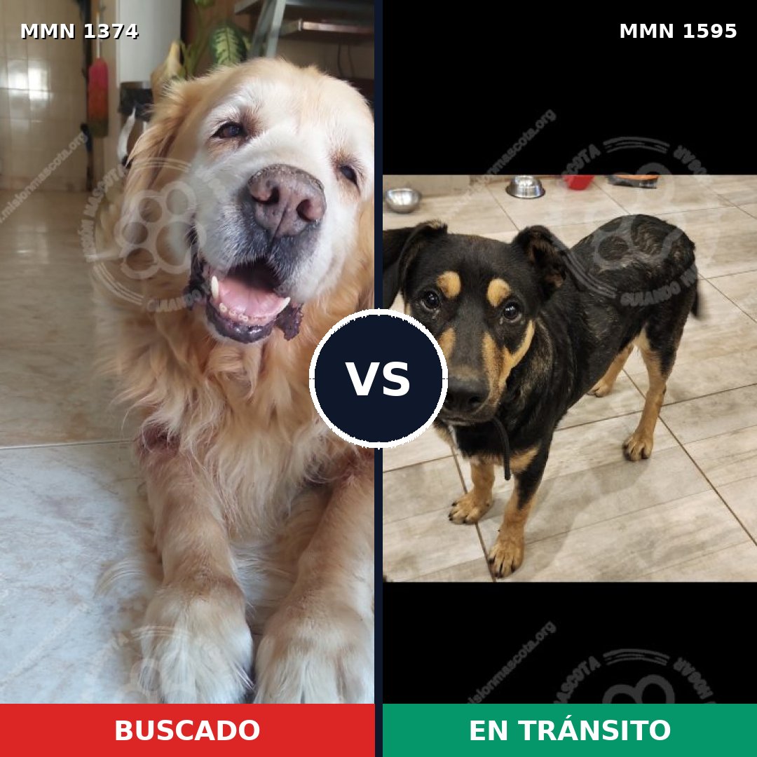 Comparativa MMS 32637: mascota perdida y mascota encontrada, 37% de similitud