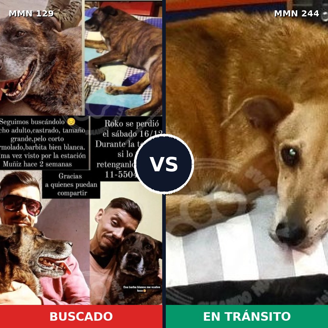 Comparativa MMS 3264: mascota perdida y mascota encontrada, 21% de similitud