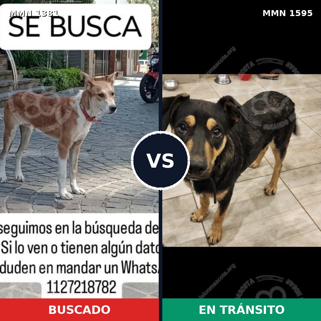 Comparativa MMS 32640: mascota perdida y mascota encontrada, 68% de similitud
