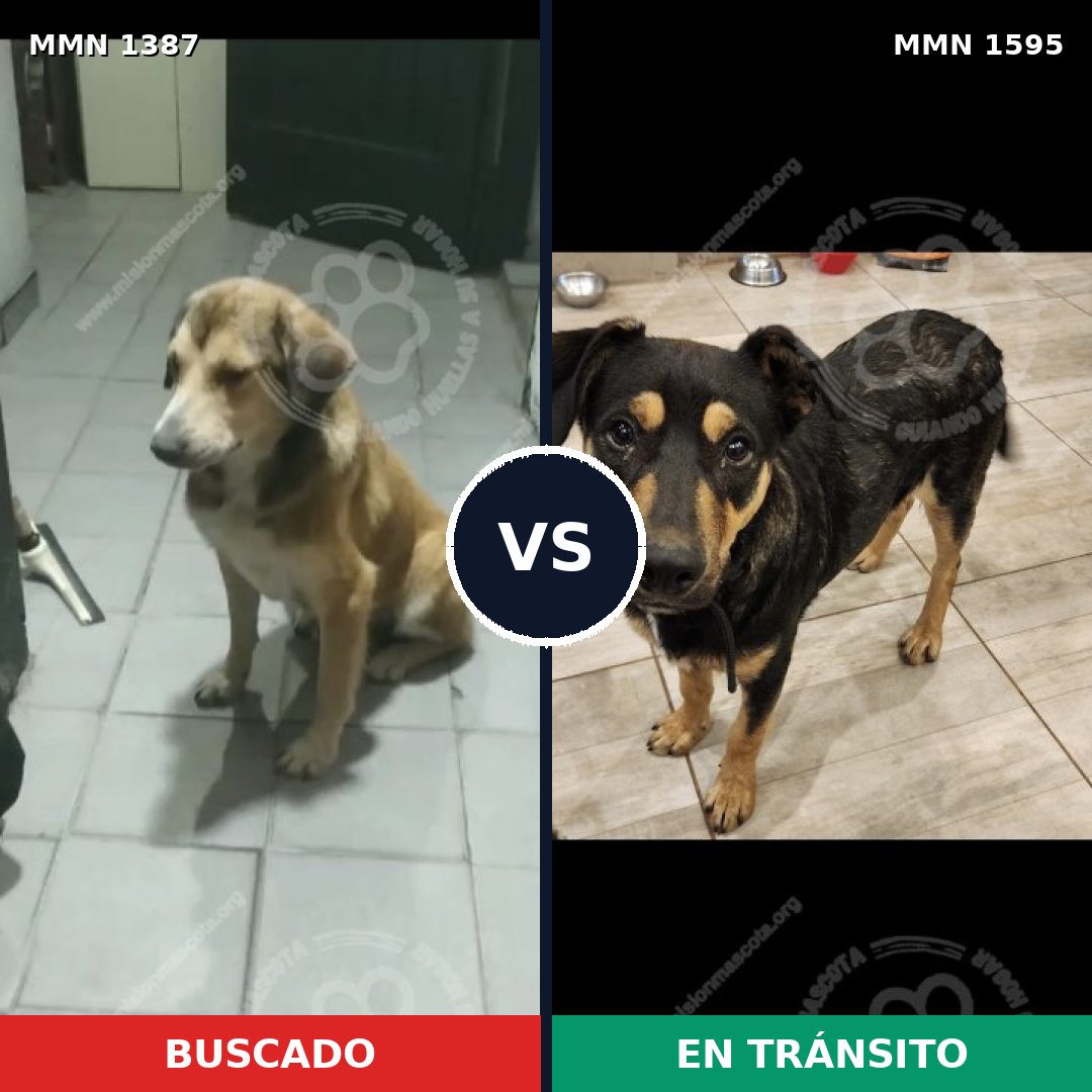 Comparativa MMS 32641: mascota perdida y mascota encontrada, 66% de similitud