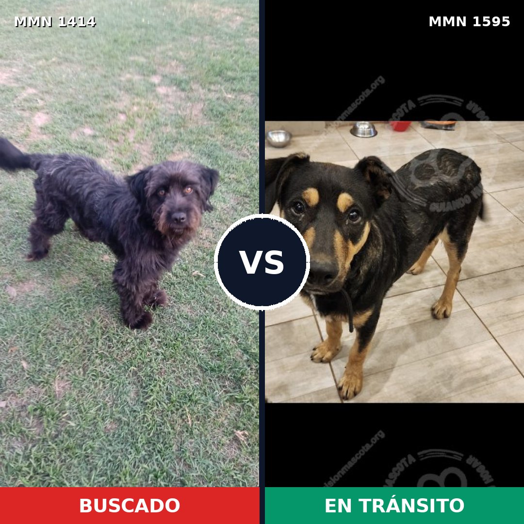 Comparativa MMS 32643: mascota perdida y mascota encontrada, 53% de similitud