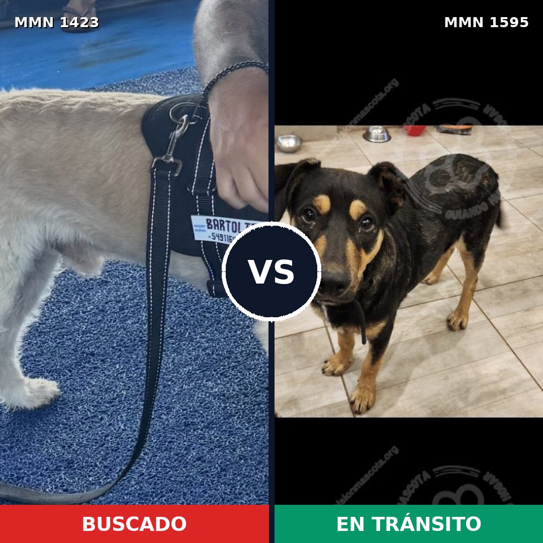 Comparativa MMS 32644: mascota perdida y mascota encontrada, 74% de similitud
