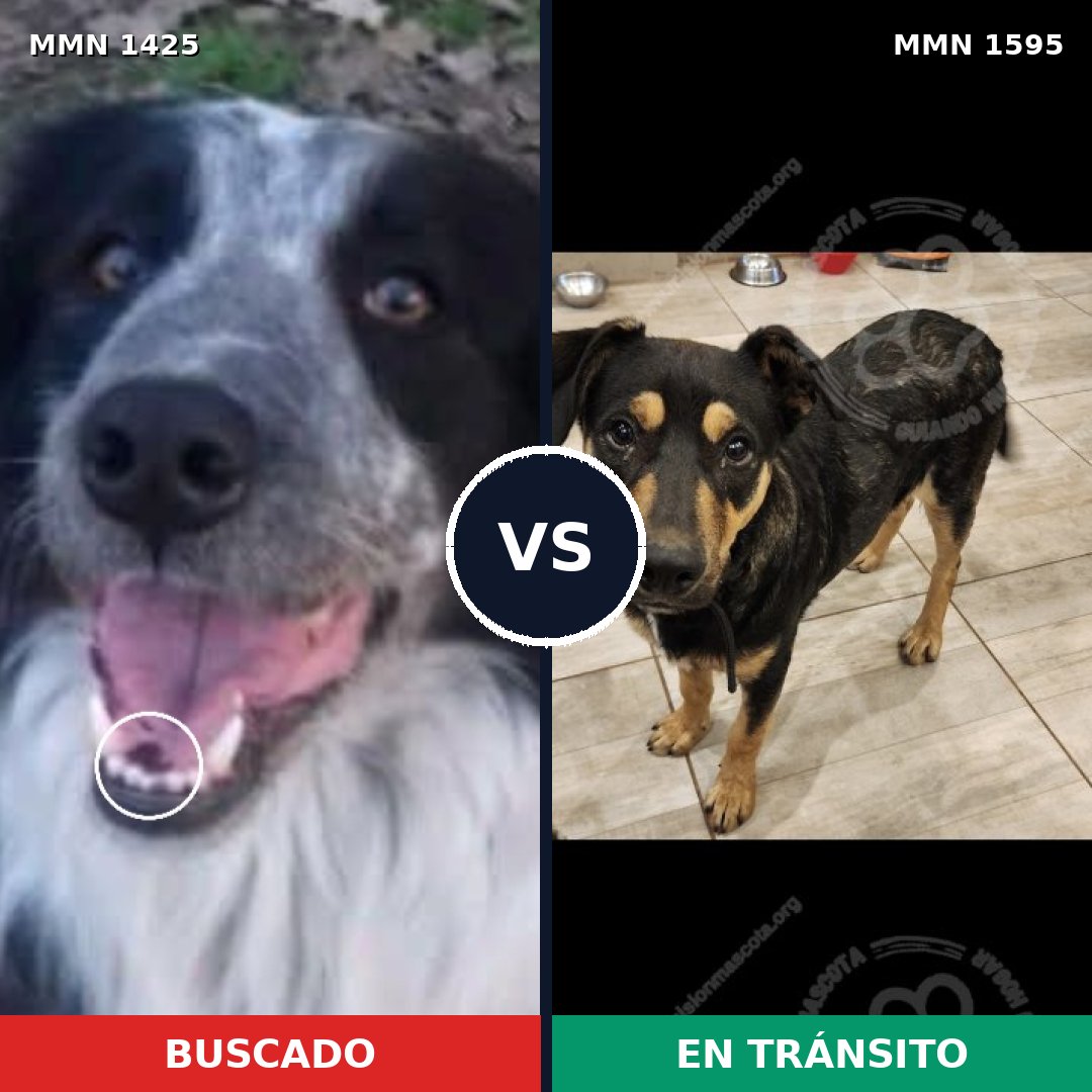 Comparativa MMS 32645: mascota perdida y mascota encontrada, 52% de similitud