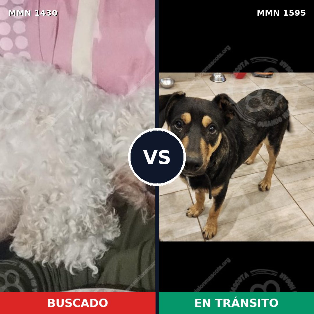 Comparativa MMS 32646: mascota perdida y mascota encontrada, 37% de similitud