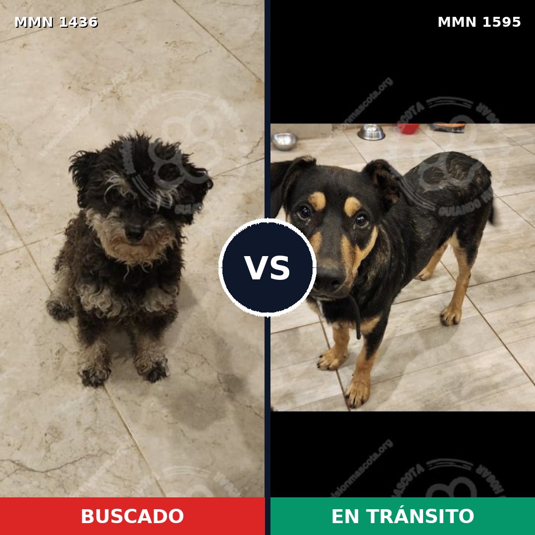 Comparativa MMS 32647: mascota perdida y mascota encontrada, 62% de similitud