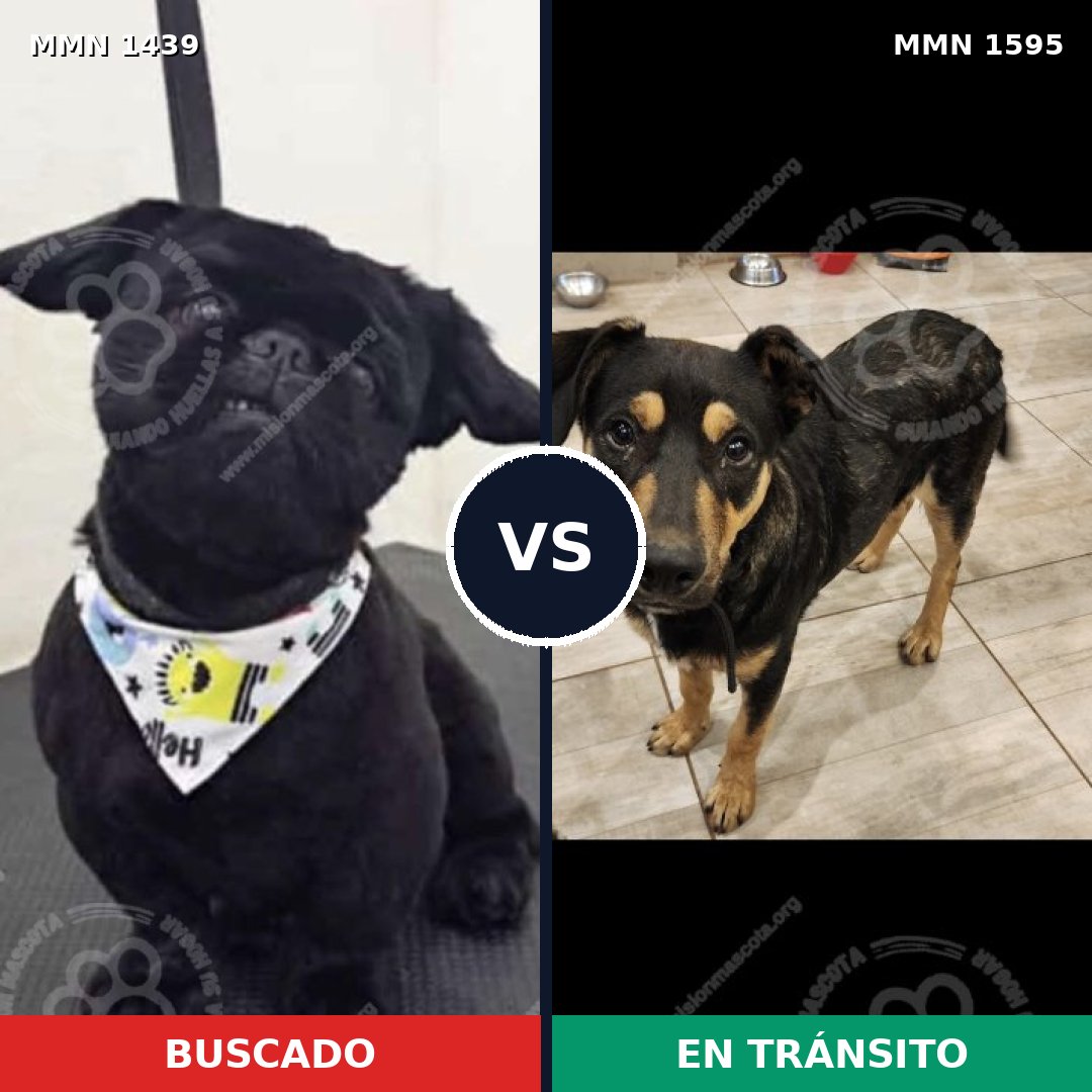 Comparativa MMS 32648: mascota perdida y mascota encontrada, 39% de similitud