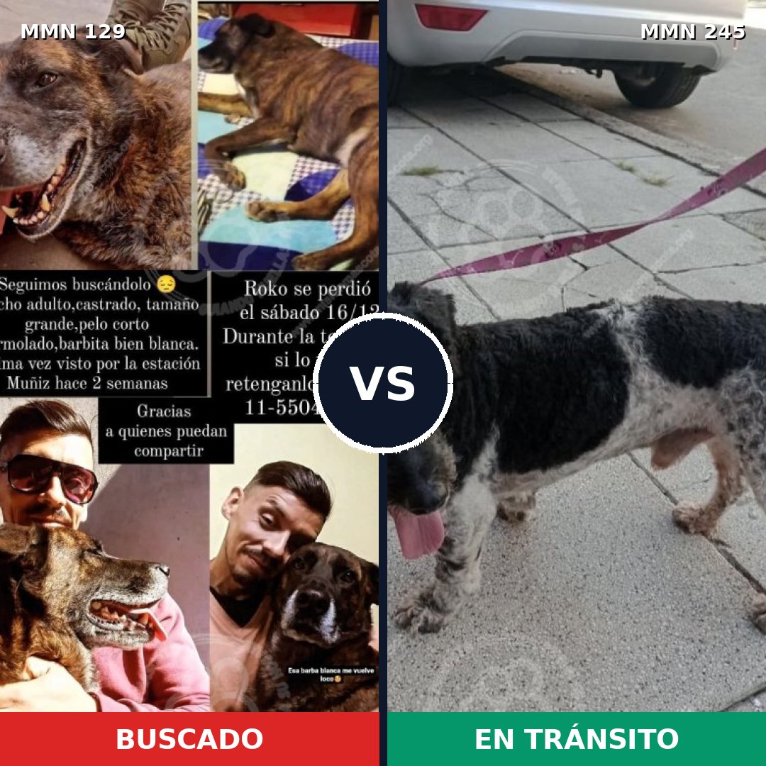 Comparativa MMS 3265: mascota perdida y mascota encontrada, 8% de similitud