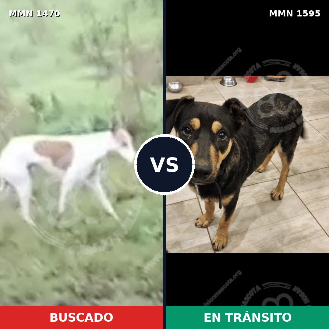 Comparativa MMS 32652: mascota perdida y mascota encontrada, 47% de similitud