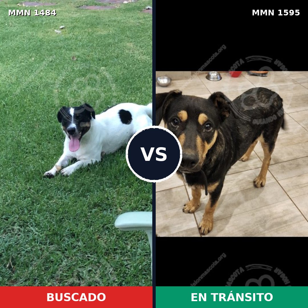 Comparativa MMS 32653: mascota perdida y mascota encontrada, 44% de similitud