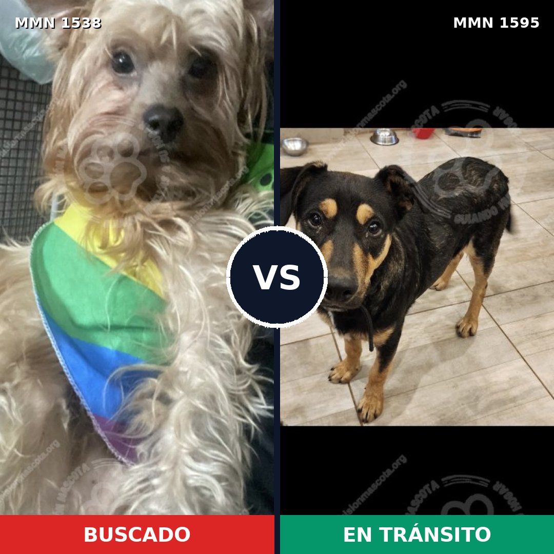 Comparativa MMS 32655: mascota perdida y mascota encontrada, 60% de similitud