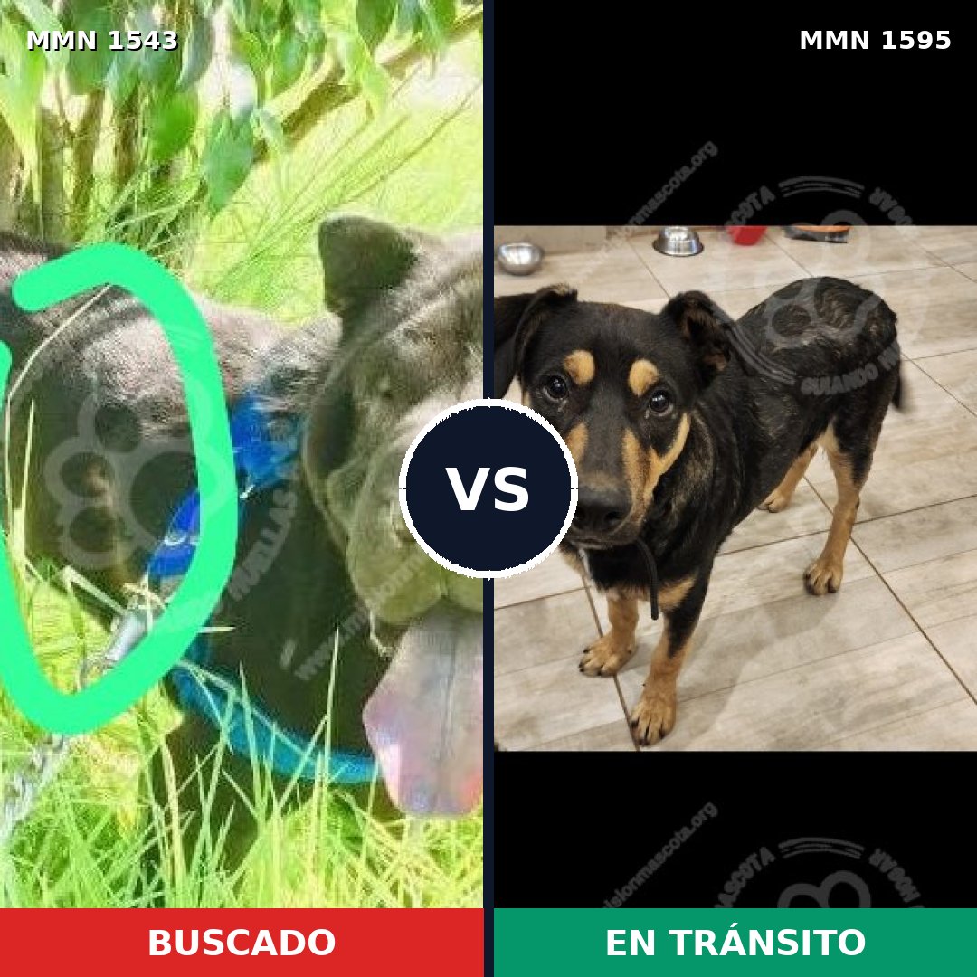 Comparativa MMS 32656: mascota perdida y mascota encontrada, 55% de similitud