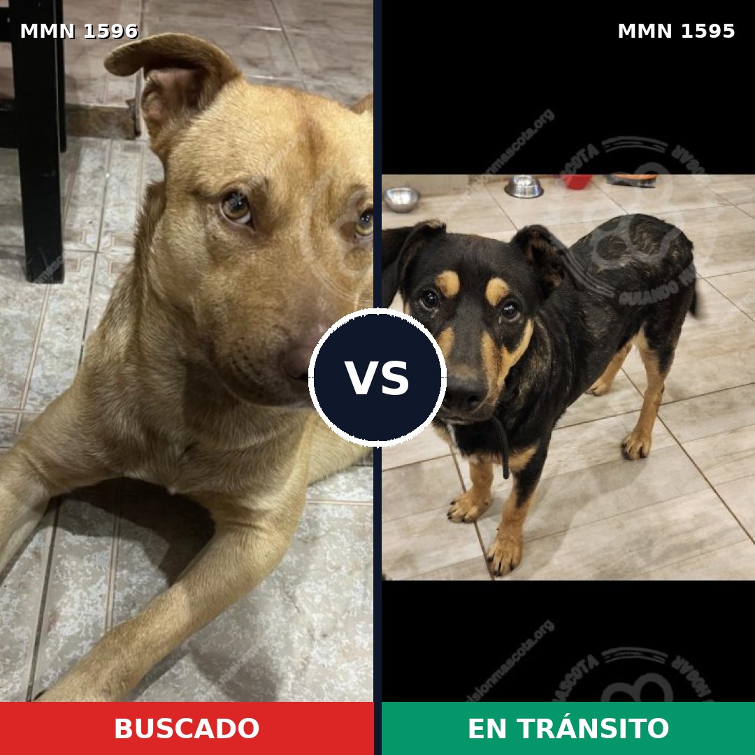 Comparativa MMS 32660: mascota perdida y mascota encontrada, 62% de similitud