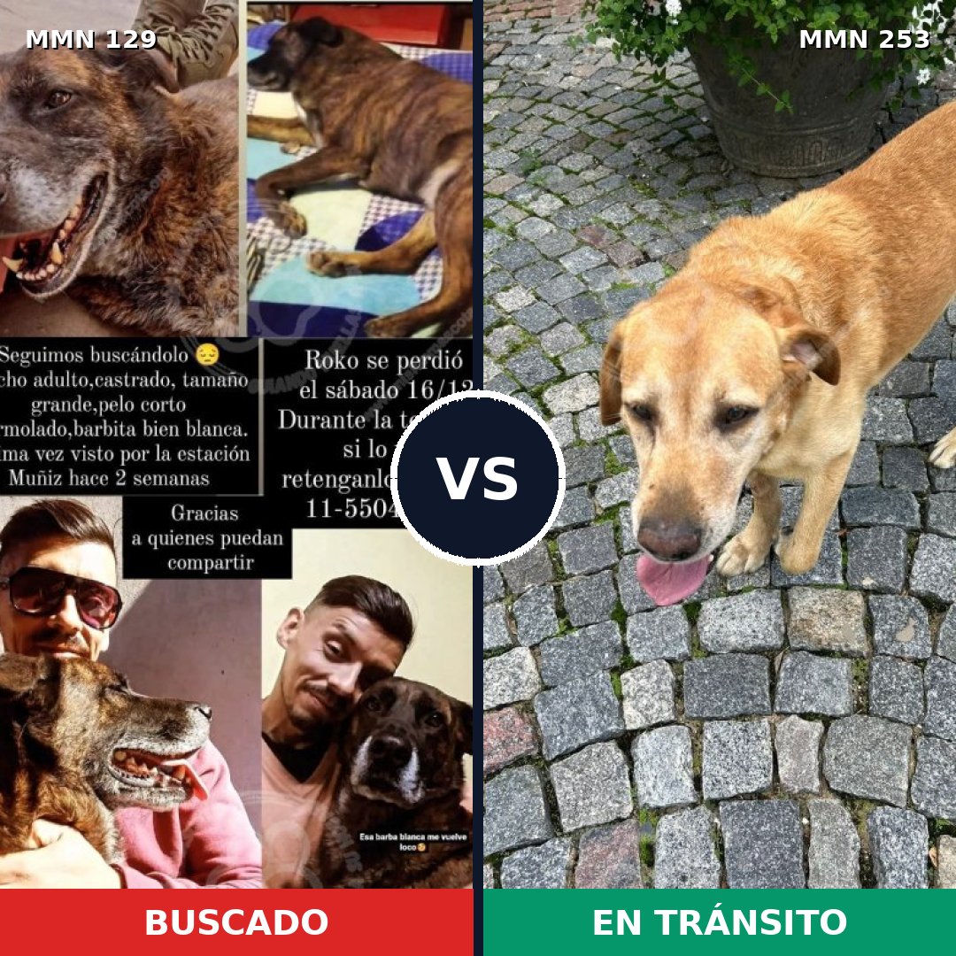 Comparativa MMS 3267: mascota perdida y mascota encontrada, 63% de similitud