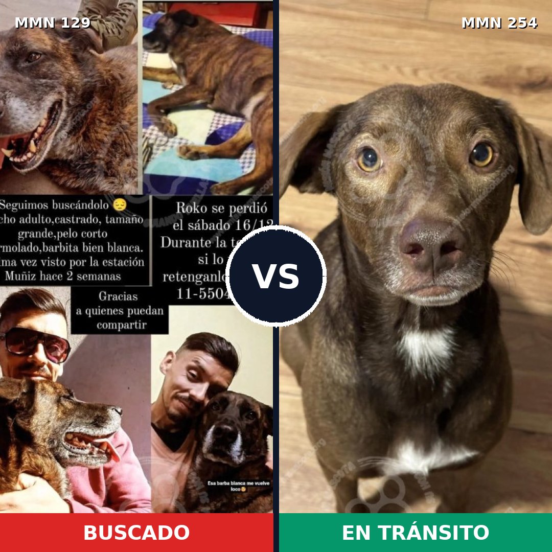 Comparativa MMS 3268: mascota perdida y mascota encontrada, 11% de similitud