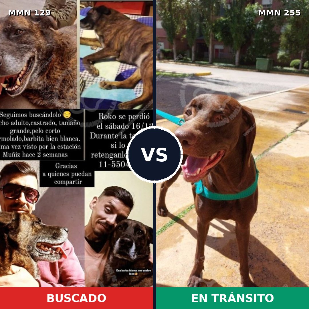 Comparativa MMS 3269: mascota perdida y mascota encontrada, 53% de similitud