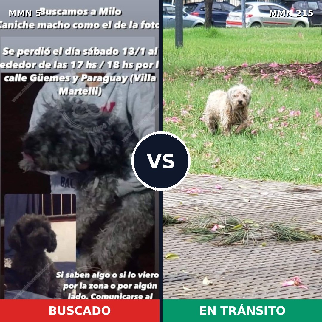 Comparativa MMS 327: mascota perdida y mascota encontrada, 39% de similitud
