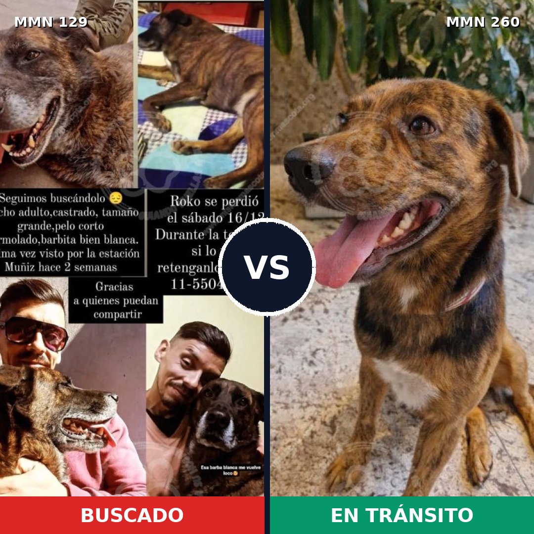 Comparativa MMS 3270: mascota perdida y mascota encontrada, 73% de similitud
