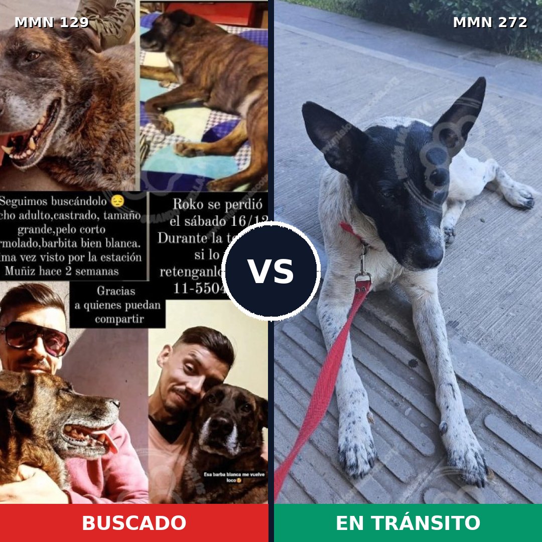 Comparativa MMS 3271: mascota perdida y mascota encontrada, 48% de similitud