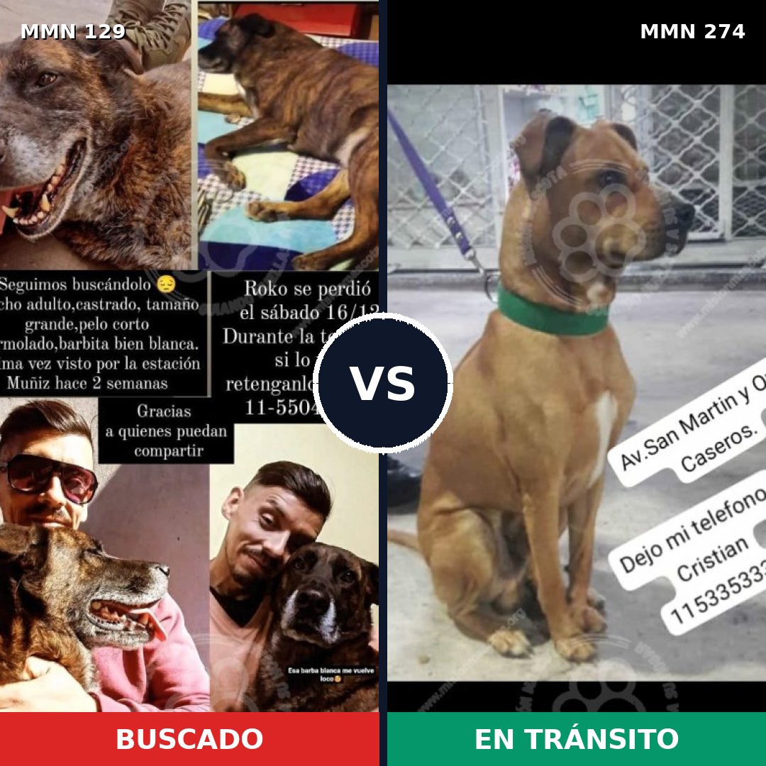 Comparativa MMS 3272: mascota perdida y mascota encontrada, 10% de similitud