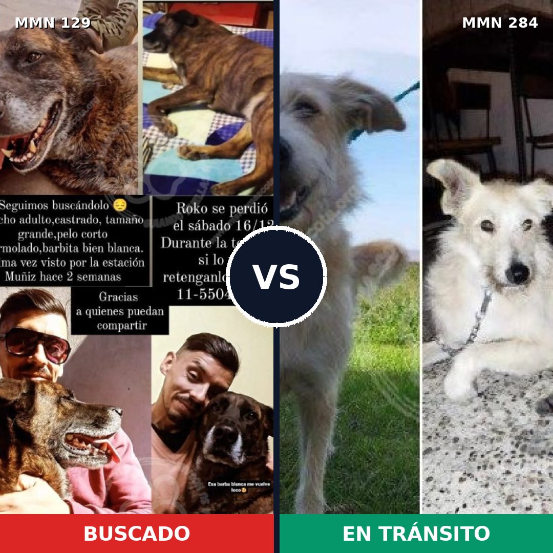 Comparativa MMS 3273: mascota perdida y mascota encontrada, 8% de similitud