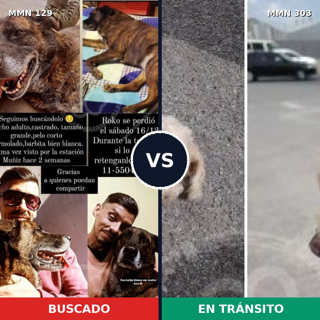Comparativa MMS 3274: mascota perdida y mascota encontrada, 8% de similitud