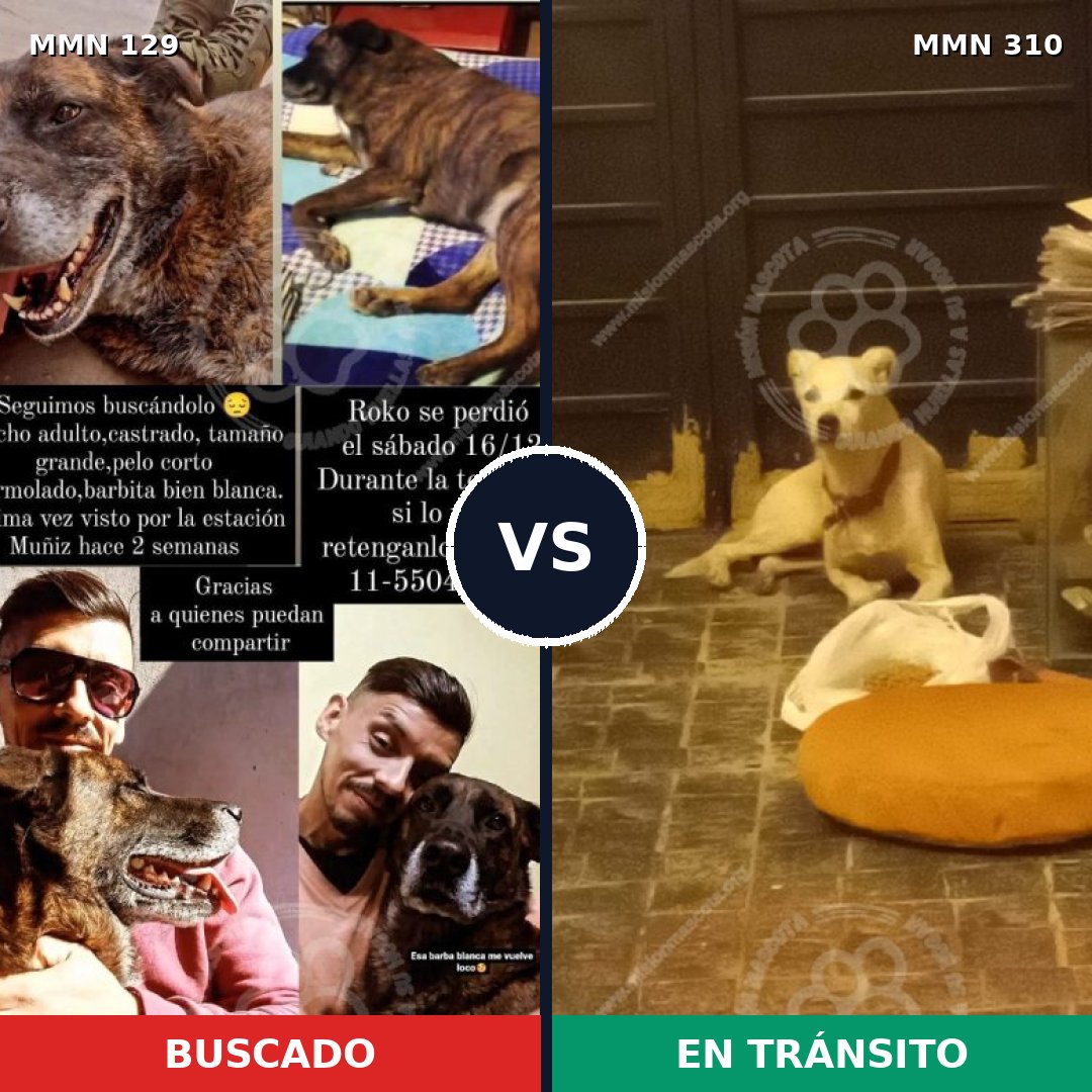 Comparativa MMS 3275: mascota perdida y mascota encontrada, 12% de similitud