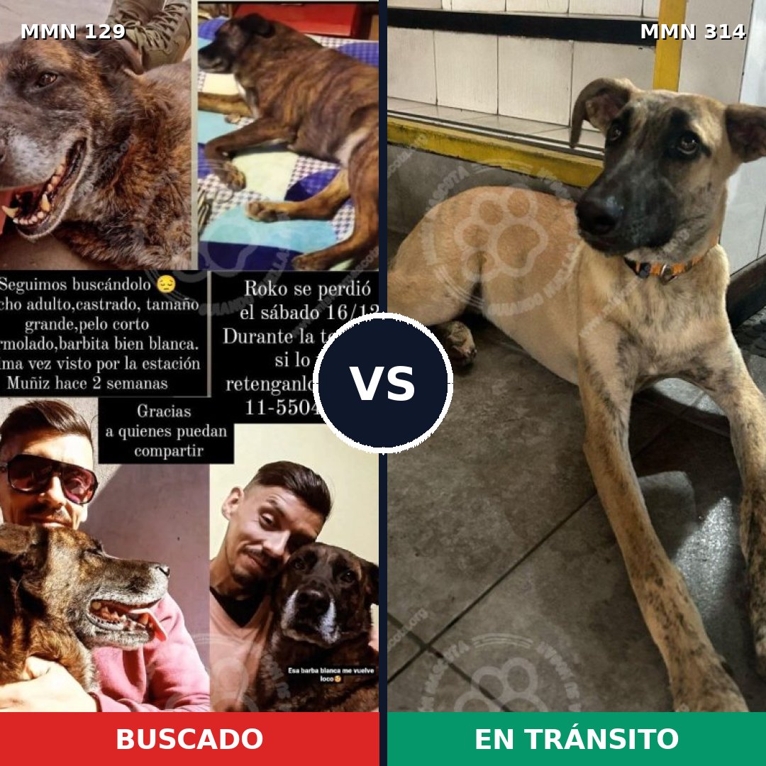 Comparativa MMS 3276: mascota perdida y mascota encontrada, 51% de similitud