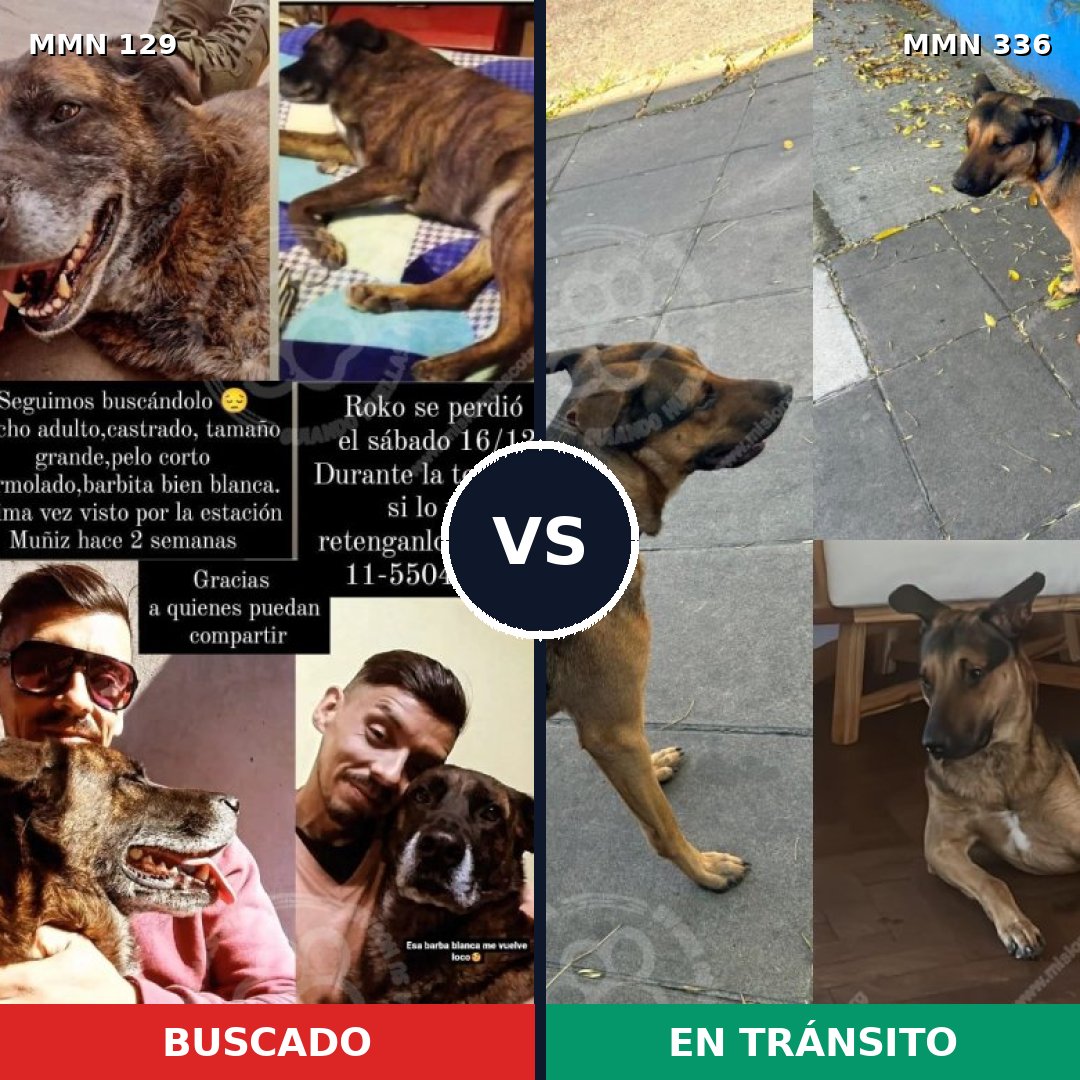 Comparativa MMS 3277: mascota perdida y mascota encontrada, 23% de similitud