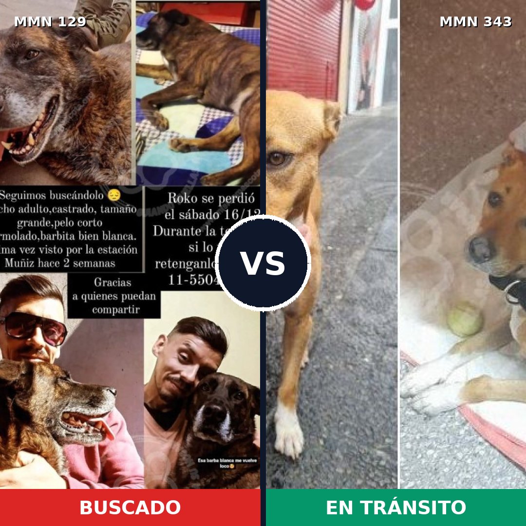 Comparativa MMS 3278: mascota perdida y mascota encontrada, 11% de similitud