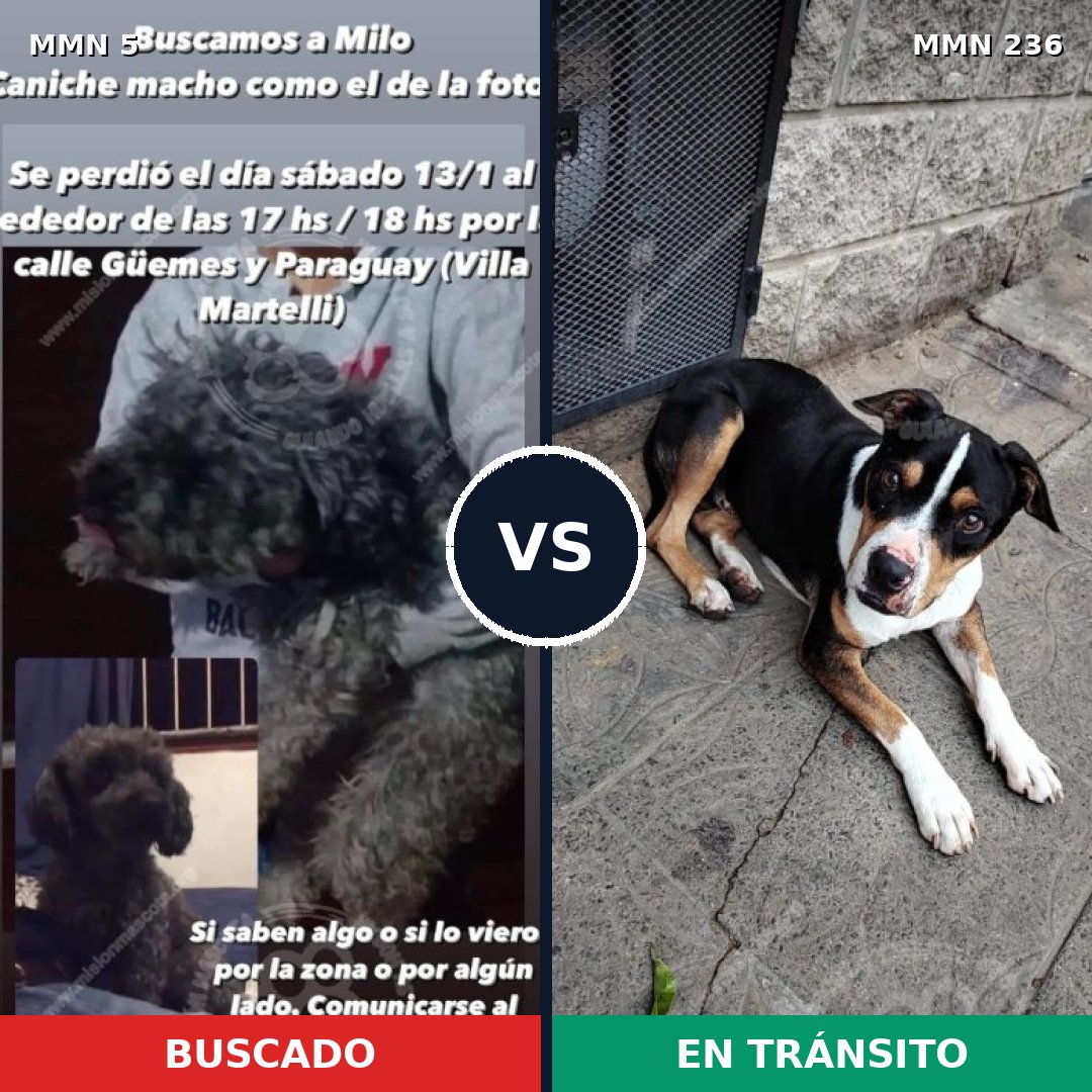 Comparativa MMS 328: mascota perdida y mascota encontrada, 43% de similitud