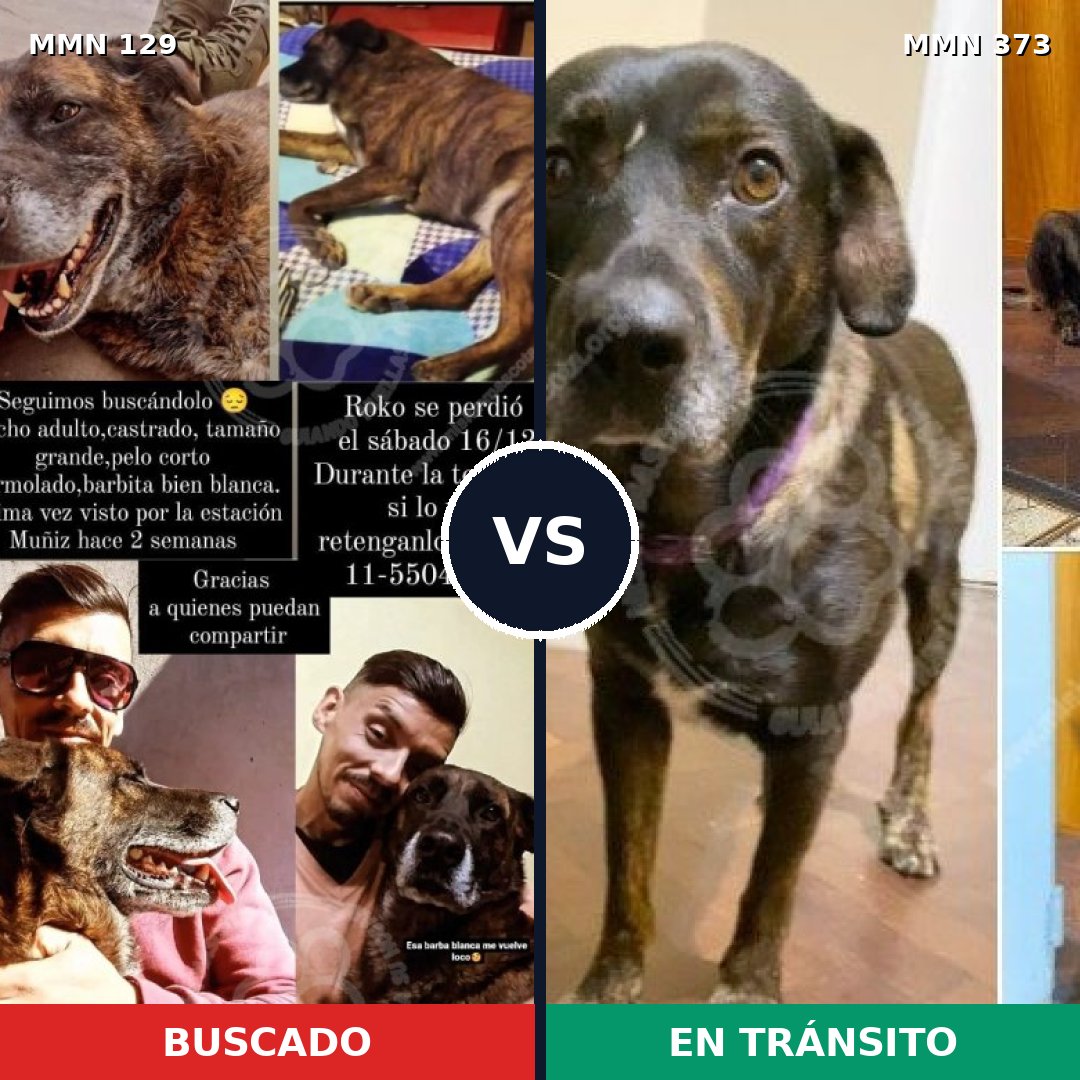 Comparativa MMS 3280: mascota perdida y mascota encontrada, 12% de similitud