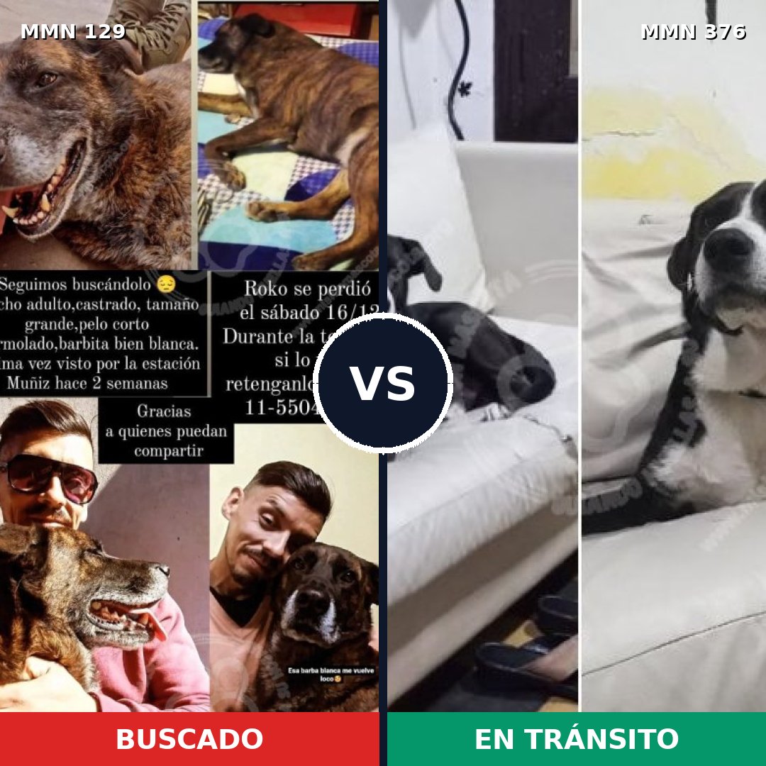 Comparativa MMS 3281: mascota perdida y mascota encontrada, 6% de similitud
