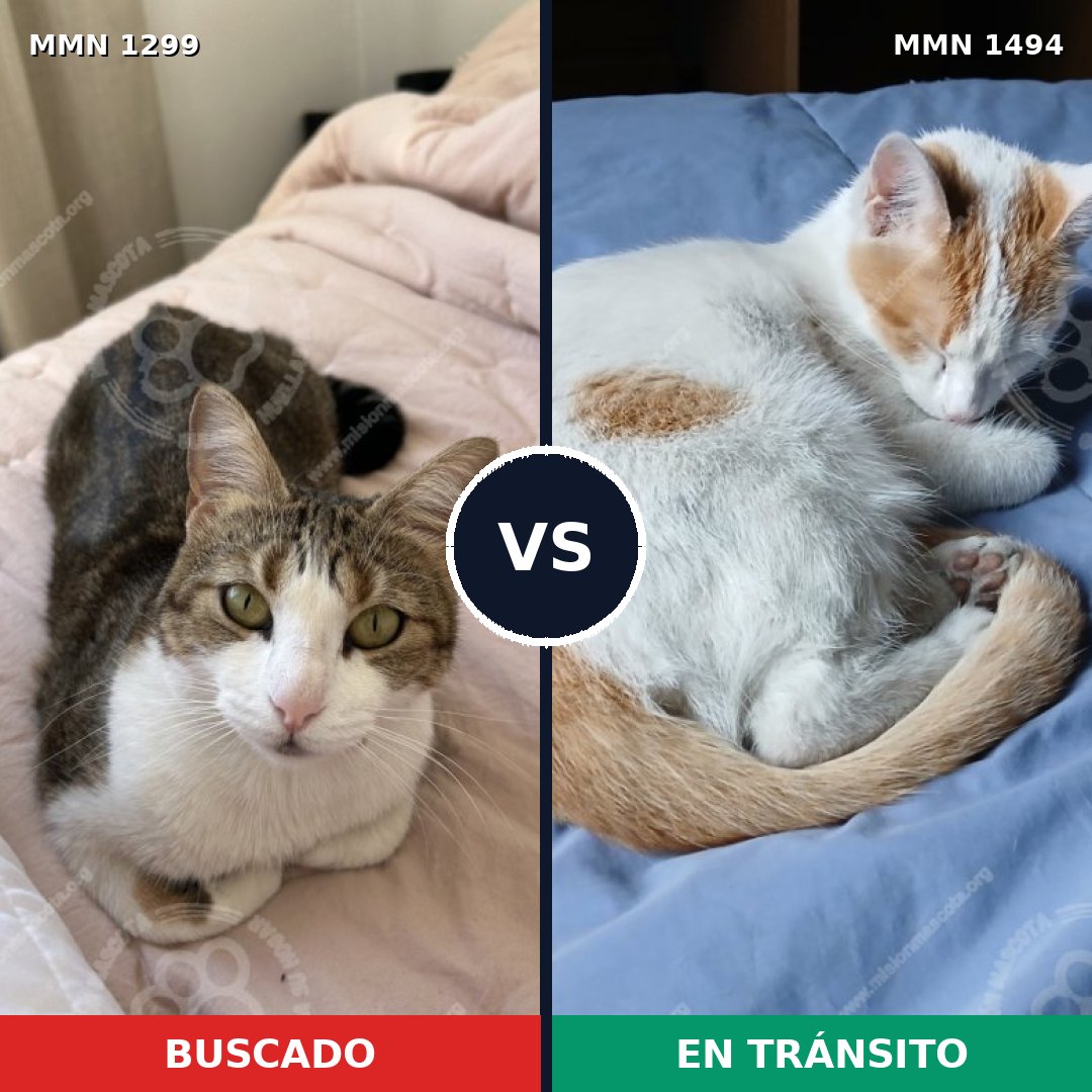 Comparativa MMS 32810: mascota perdida y mascota encontrada, 63% de similitud