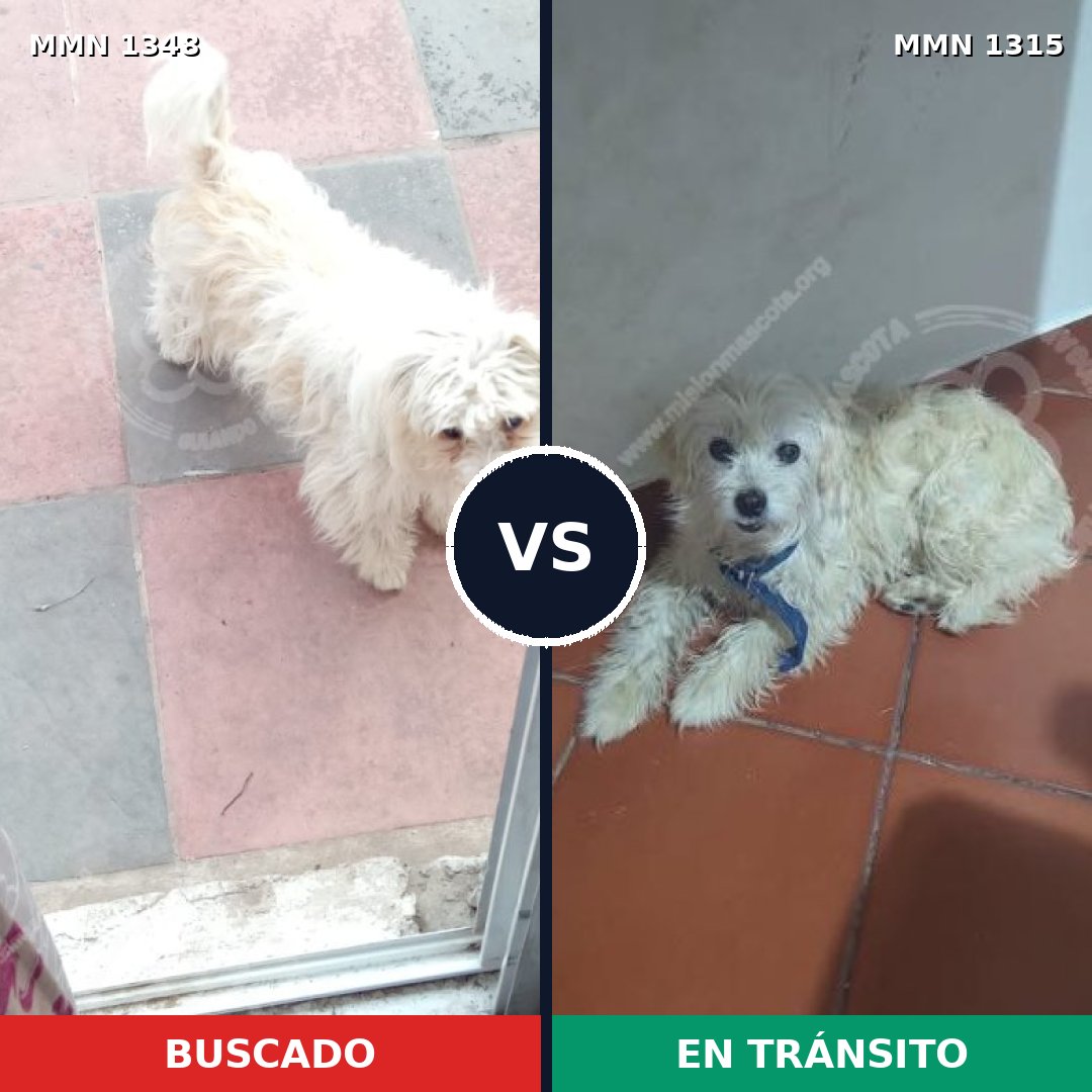Comparativa MMS 32813: mascota perdida y mascota encontrada, 78% de similitud