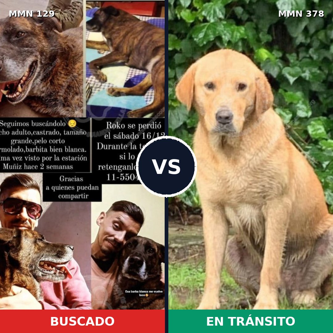 Comparativa MMS 3282: mascota perdida y mascota encontrada, 47% de similitud
