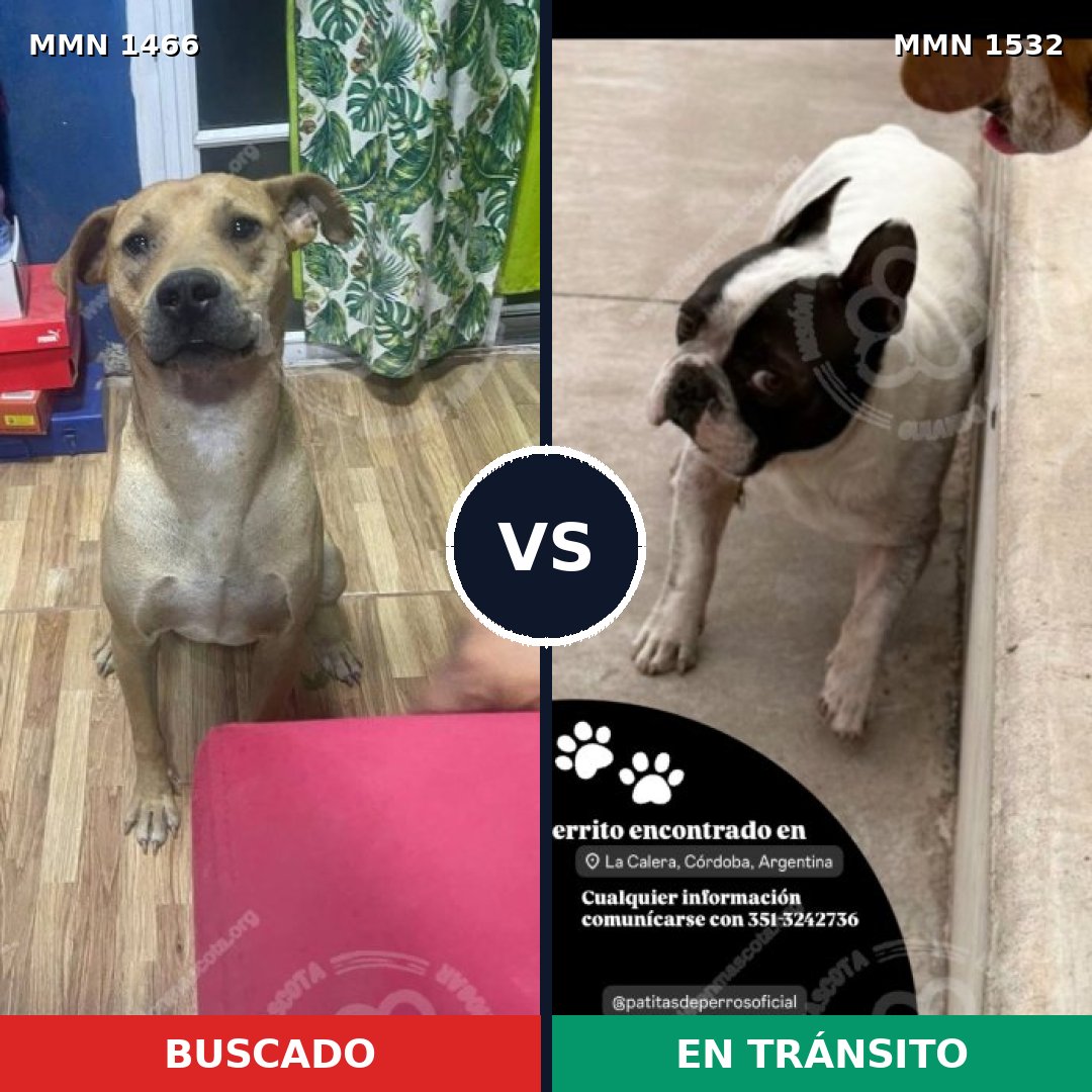 Comparativa MMS 32821: mascota perdida y mascota encontrada, 62% de similitud