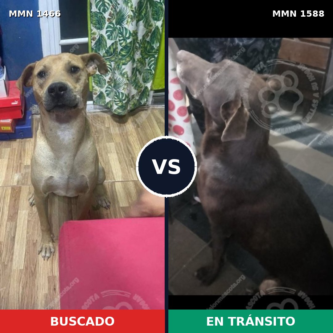 Comparativa MMS 32822: mascota perdida y mascota encontrada, 60% de similitud